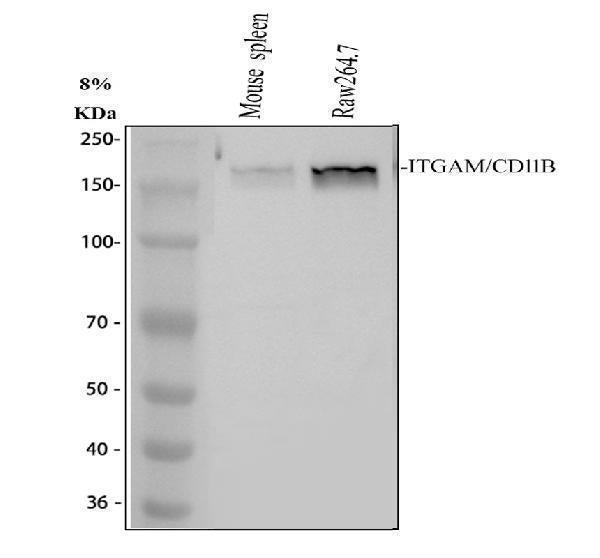 Anti-CD11b/ITGAM Antibody Picoband®