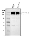 Anti-CD11B/Integrin Alpha M/Itgam Antibody Picoband®