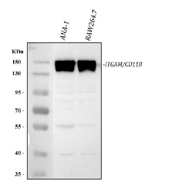 Anti-CD11B/Integrin Alpha M/Itgam Antibody Picoband®