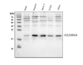 Anti-P21/CDKN1A Antibody Picoband®