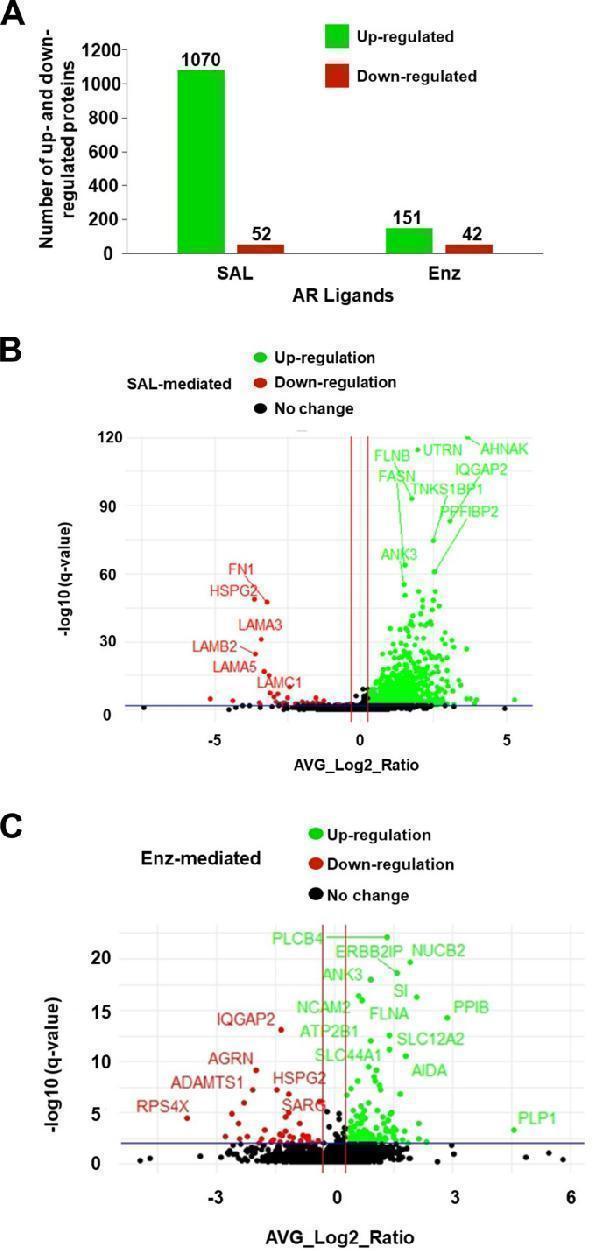 Anti-Angiogenin/ANG Antibody Picoband®