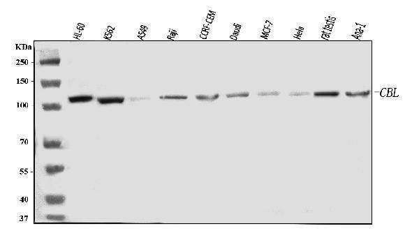 Anti-CBL Antibody Picoband®