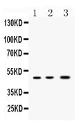 Anti-Nanog Antibody Picoband®