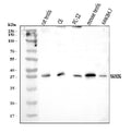 Anti-Nanog Antibody Picoband®