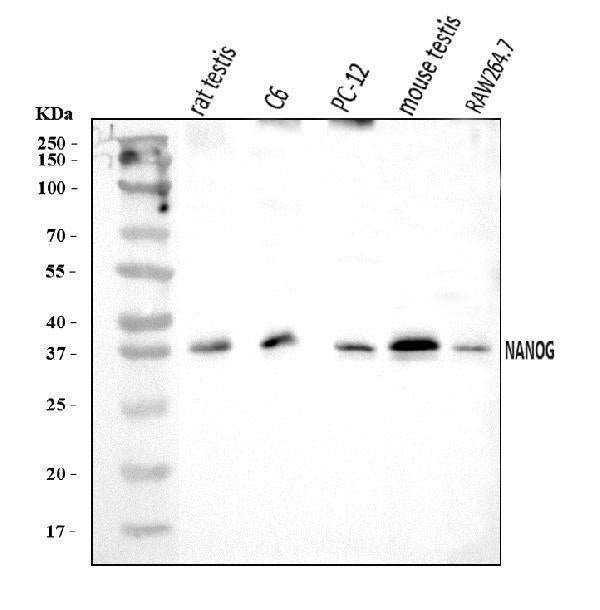 Anti-Nanog Antibody Picoband®