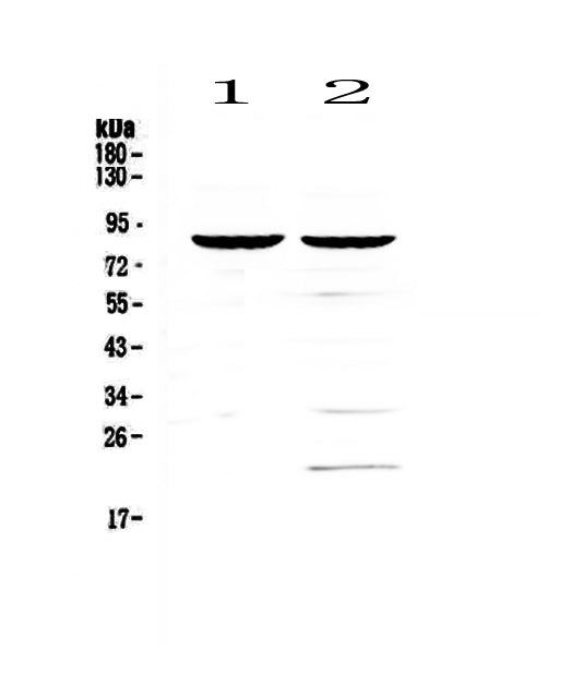 Anti-CD19 Antibody Picoband®
