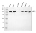 Anti-CD19 Antibody Picoband®