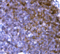 Anti-Cd19 Antibody