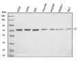 Anti-C5 Antibody Picoband®