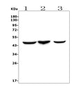 Anti-CCR2 Picoband® Antibody