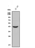 Anti-CCR2 Antibody Picoband®