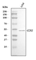 Anti-CCR2 Antibody Picoband®