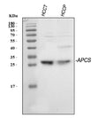 Anti-Serum Amyloid P/APCS Antibody Picoband®