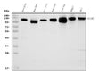 Anti-Icam1 Antibody Picoband®