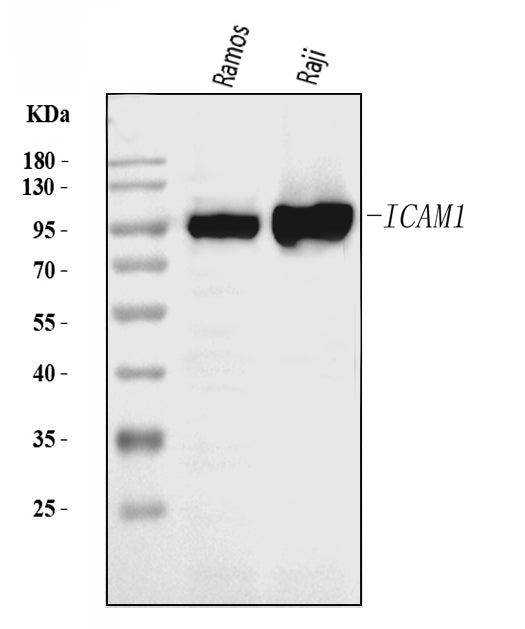Anti-ICAM1 Antibody Picoband®