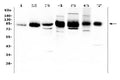 Anti-ICAM1 Antibody Picoband®