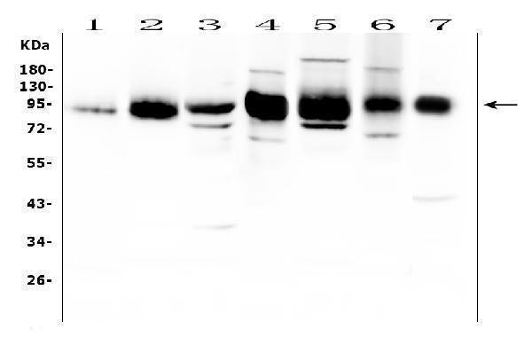 Anti-ICAM1 Antibody Picoband®