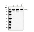 Anti-Dnmt1 Antibody Picoband®