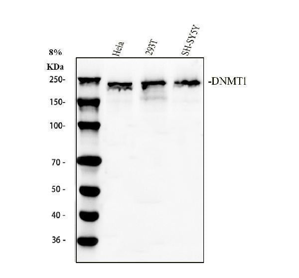 Anti-Dnmt1 Antibody Picoband®