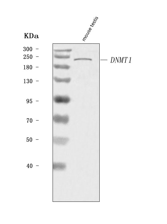 Anti-Dnmt1 Antibody Picoband®