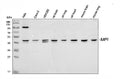 Anti-Mannose Phosphate Isomerase/MPI Antibody Picoband®