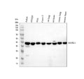 Anti-p38 alpha/MAPK14 Antibody Picoband®