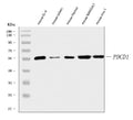 Anti-PD1/Pdcd1 Antibody Picoband®