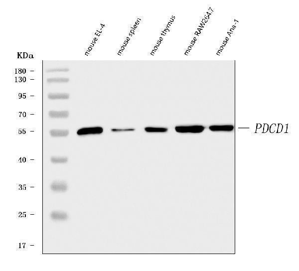 Anti-PD1/Pdcd1 Antibody Picoband®
