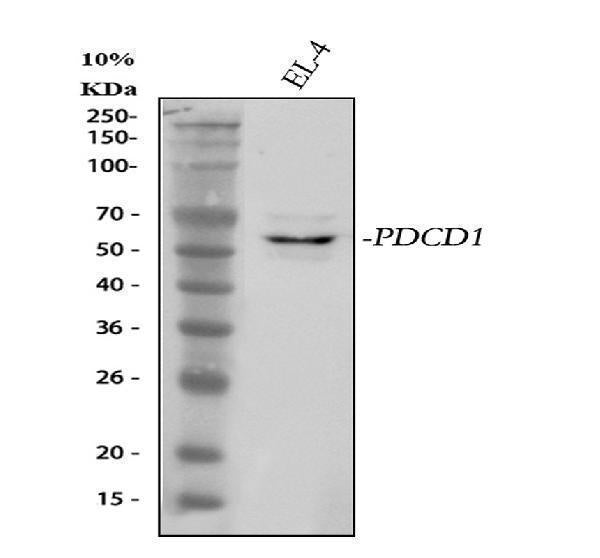Anti-PD-1/PDCD1 Antibody Picoband®