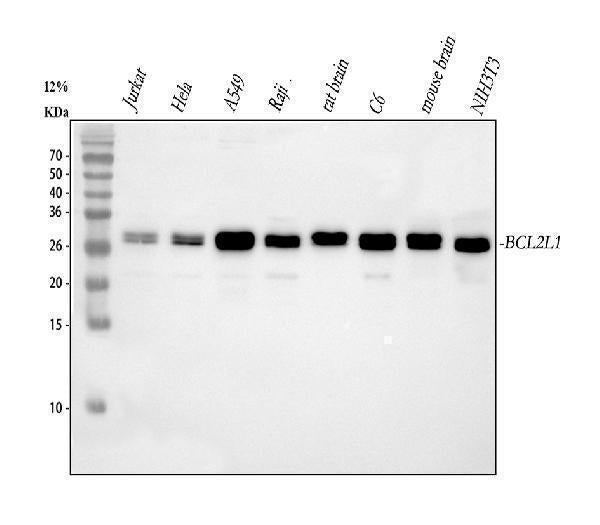 Anti-Bcl-XL/BCL2L1 Antibody Picoband®