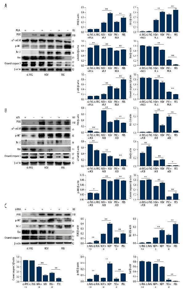 Anti-Bax Antibody Picoband®