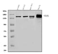 Anti-NCAM1 Antibody Picoband®