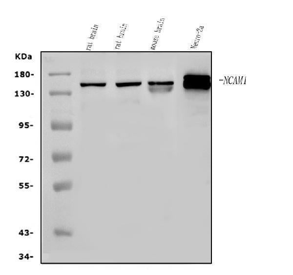 Anti-NCAM1 Antibody Picoband®