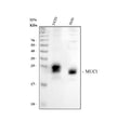 Anti-MUC1 Antibody Picoband®