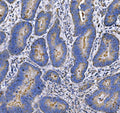Anti-MUC1 Antibody