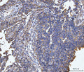 Anti-MUC1 Antibody
