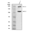 Anti-MUC1 Antibody Picoband®