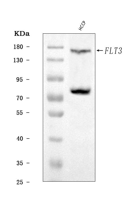 Anti-CD135/FLT3 Antibody Picoband®