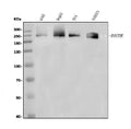 Anti-Dicer/DICER1 Antibody Picoband®