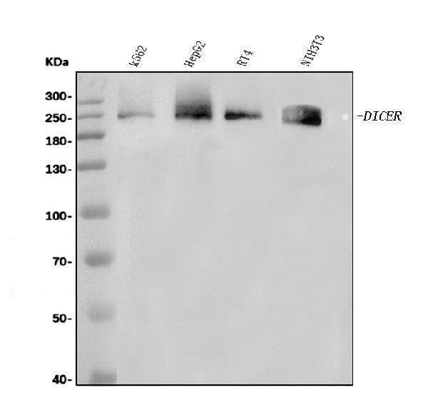 Anti-Dicer/DICER1 Antibody Picoband®