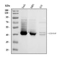 Anti-CD38 Antibody Picoband®