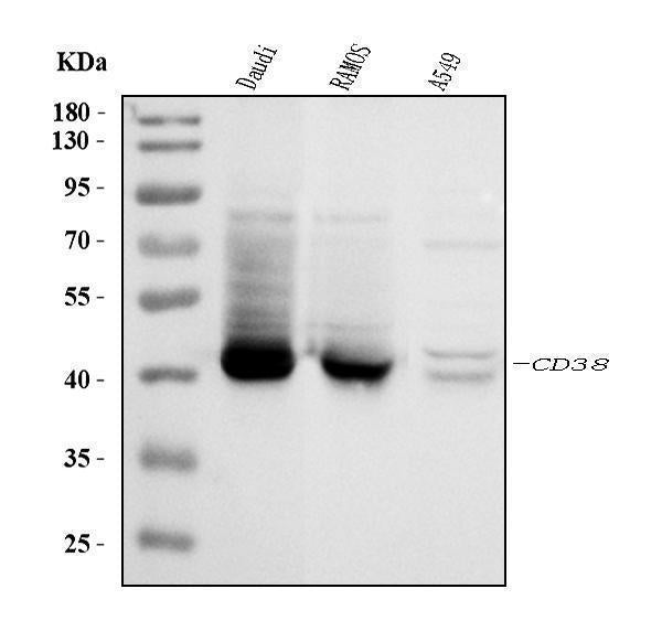 Anti-CD38 Antibody Picoband®