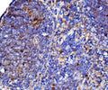 Anti-Cd38 Antibody