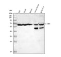 Anti-CD80 Antibody Picoband®
