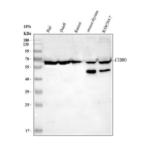 Anti-CD80 Antibody Picoband®