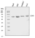 Anti-Cd80 Antibody Picoband®