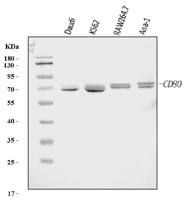 Anti-Cd80 Antibody Picoband®