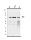 Anti-TLR3 Antibody Picoband®