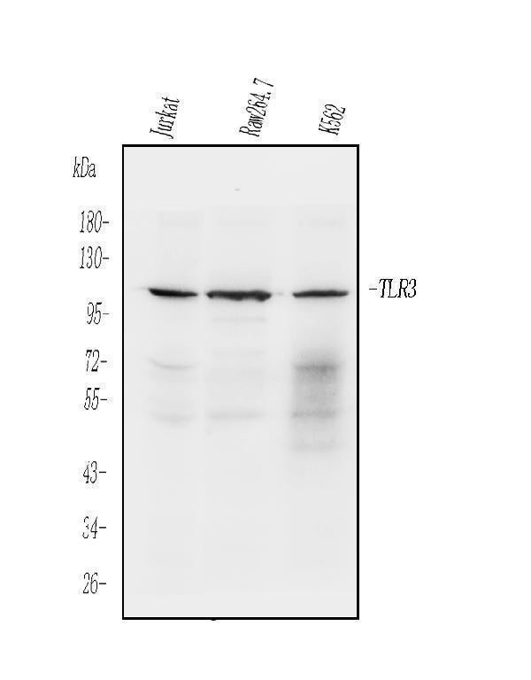 Anti-TLR3 Antibody Picoband®