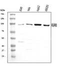Anti-FGFR3 Antibody Picoband®